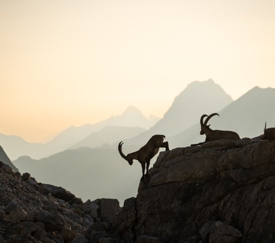 Steinböcke in den Allgäuer Alpen