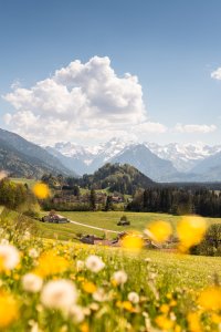 Frühlingswiese bei Hinang Blick in die Oberstdorfer Berge
