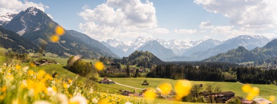 Frühlingswiese bei Hinang Blick in die Oberstdorfer Berge