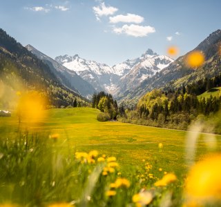 Löwenzahnwiese vor verschneiten Bergen Frühlingsblüte im Trettachtal