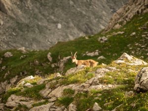 Junger Steinbock in den Bergen