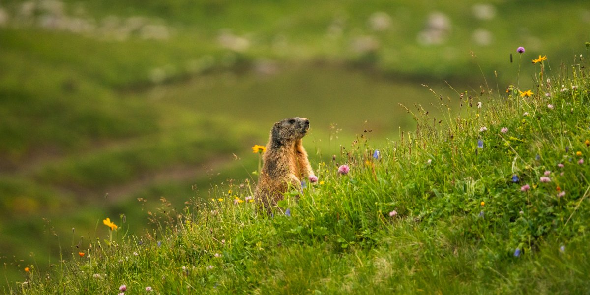 Murmeltier im Gras