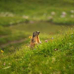 Murmeltier im Gras