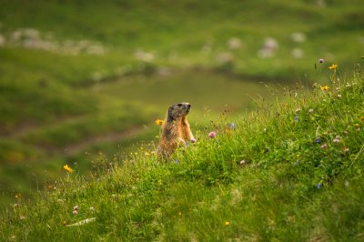 Murmeltier im Gras