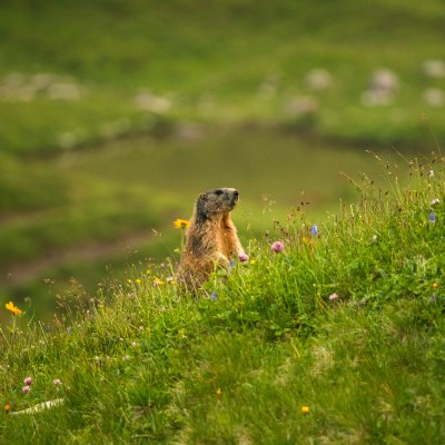 Murmeltier im Gras