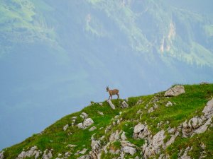 Junger Steinbock genießt die Aussicht