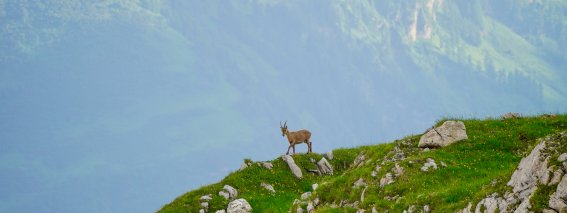 Junger Steinbock genießt die Aussicht