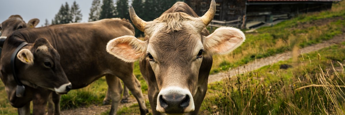 Kuh vor Alpe