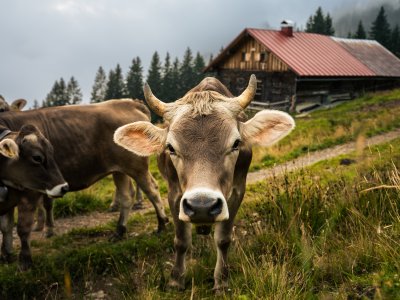 Kuh vor Alpe