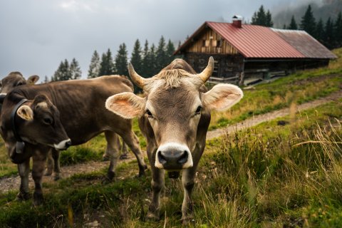 Kuh vor Alpe