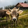 Kuh vor Alpe