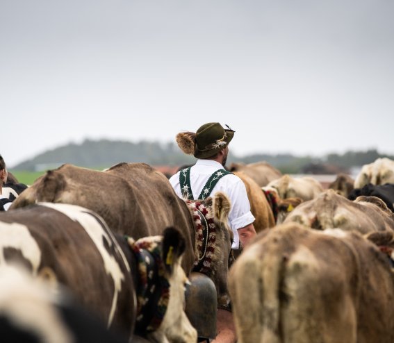 Hirte in Mitten von Schumpen