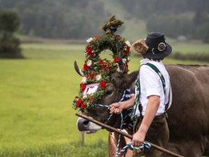 Kranzrind beim Viehscheid