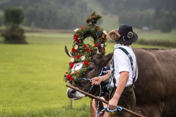 Kranzrind beim Viehscheid