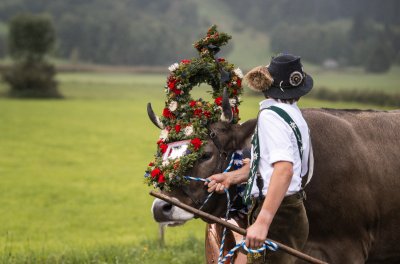 Kranzrind beim Viehscheid