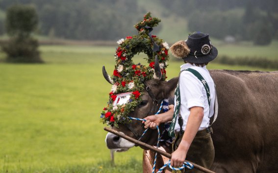 Kranzrind beim Viehscheid
