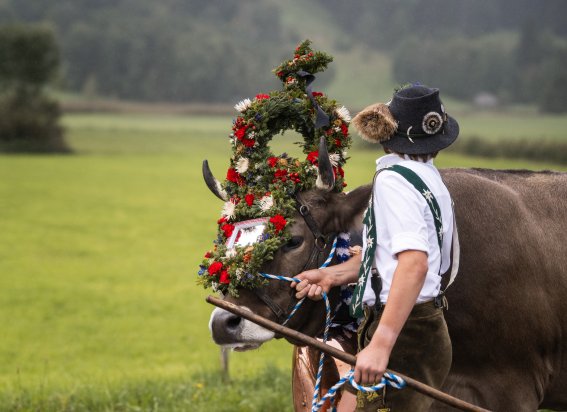 Kranzrind beim Viehscheid