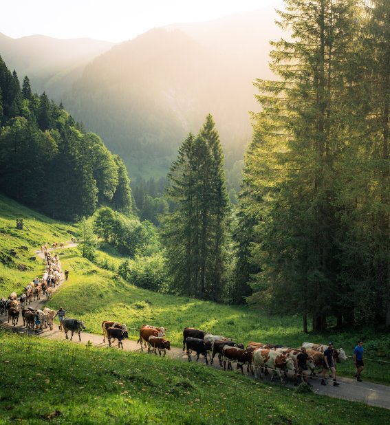 Alpfahrt ins Rappenalptal