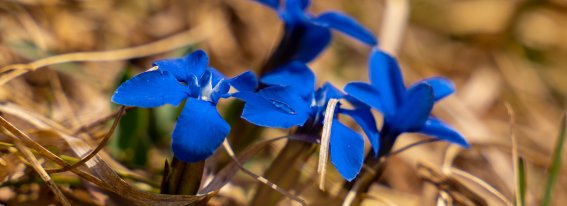 Blau blüht der Enzian