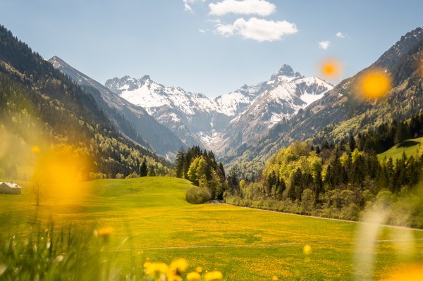 Löwenzahnwiese vor verschneiten Bergen
