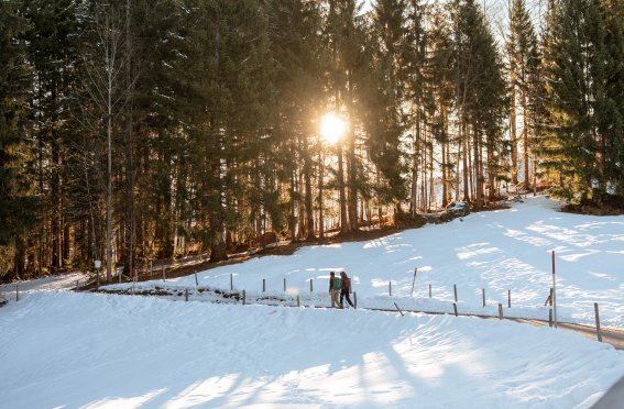 Sonnenlicht im Winterwald