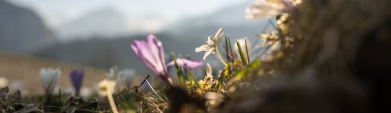 Blume im Morgenlicht