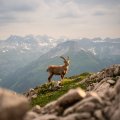 Eine Ziege steht auf einem Berg in den Alpen und schaut in die Ferne. Der Himmel ist bewölkt und die Berge sind sichtbar.