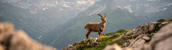 Eine Ziege steht auf einem Berg in den Alpen und schaut in die Ferne. Der Himmel ist bewölkt und die Berge sind sichtbar.