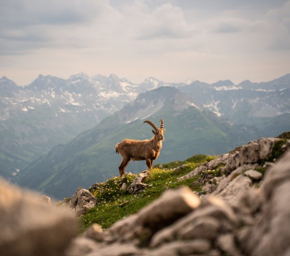 Steinbock in den Bergen Eine Ziege steht auf einem Berg in den Alpen und schaut in die Ferne. Der Himmel ist bewölkt und die Berge sind sichtbar.