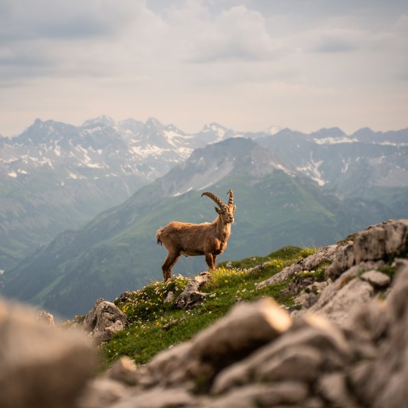Steinbock in den Bergen Eine Ziege steht auf einem Berg in den Alpen und schaut in die Ferne. Der Himmel ist bewölkt und die Berge sind sichtbar.