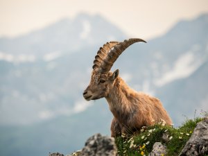 Junger Steinbock Ein Steinbock steht auf einem Berg und schaut in die Ferne. Blumen wachsen im Vordergrund, während Berge im Hintergrund sichtbar sind.