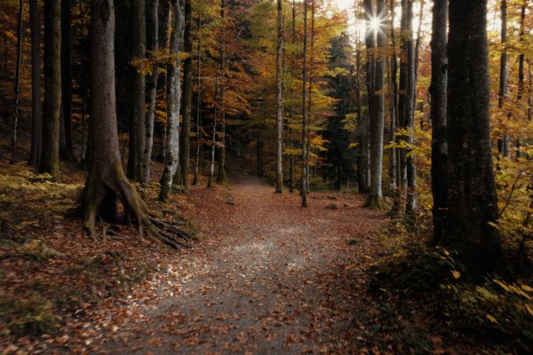 Der Weg im Wald ist mit buntem Laub bedeckt. Die Sonne scheint durch die Bäume. Menschen sind nicht sichtbar.