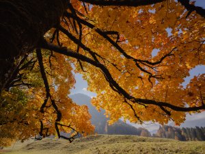 Herbstlicher Baum im Oytal