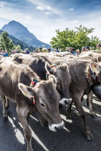 Viehscheid Schöllang