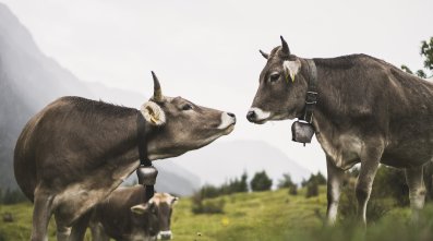 Küssende Kühe