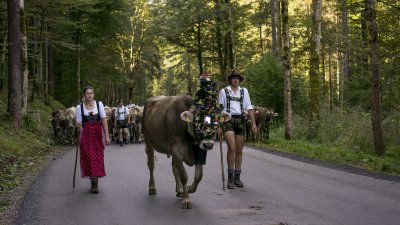 Viehscheid 2016