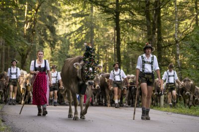 Viehscheid 2016