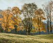 Bäume im Herbst
