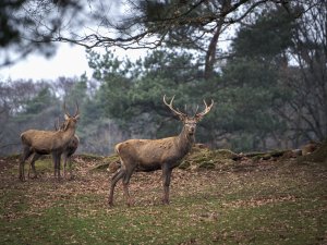 Hirsch im Wald