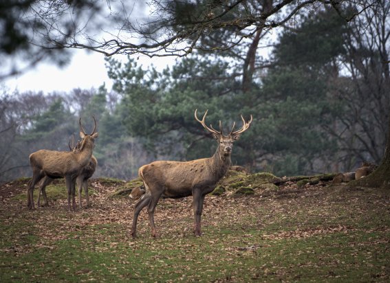 Hirsch im Wald
