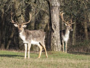 Hirsch in der Sonne