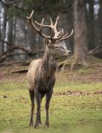 Hirsch auf der Wiese