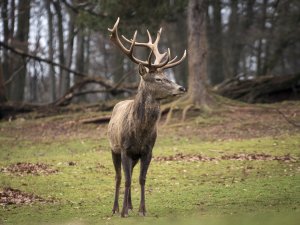 Hirsch auf der Wiese