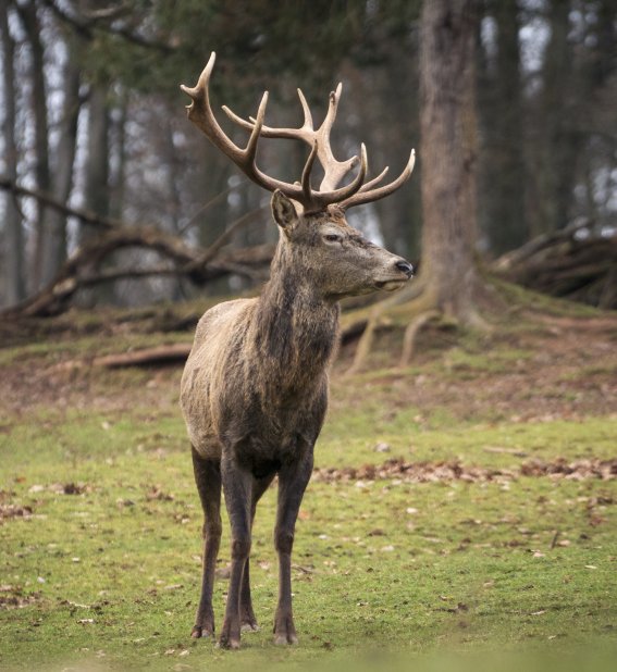 Hirsch auf der Wiese
