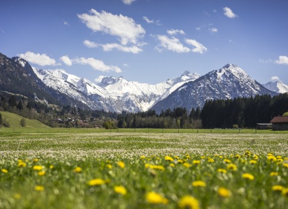 Löwenzahnwiese
