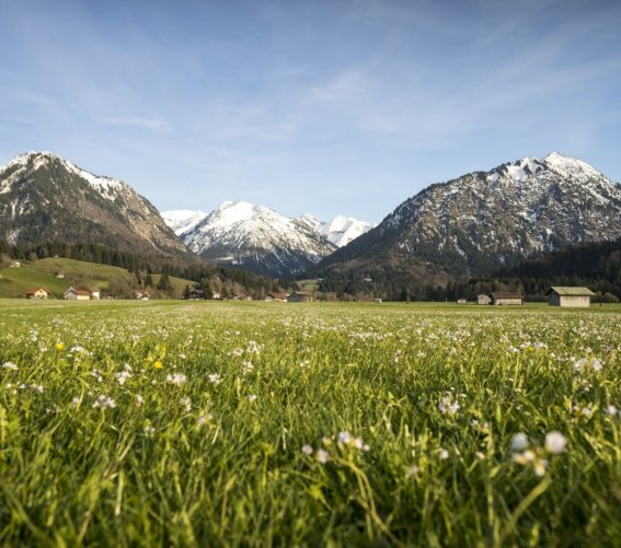 Frühlingswiesen