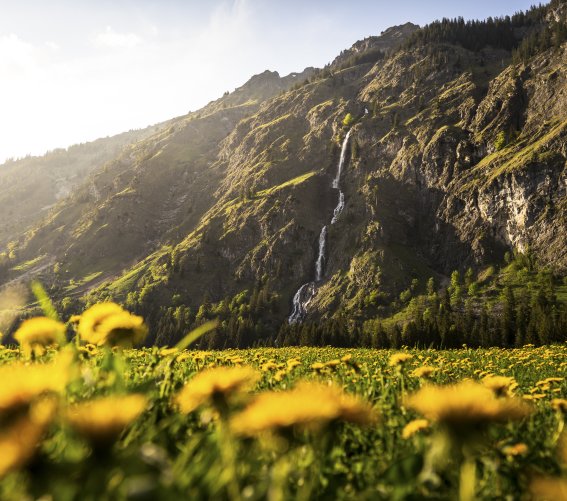 Löwenzahn und Wasser - ein Blick auf die Seewände