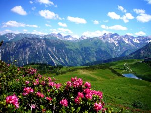 Alpenrosen am Fellhorn