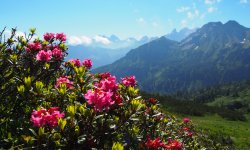 Alpenrosen
