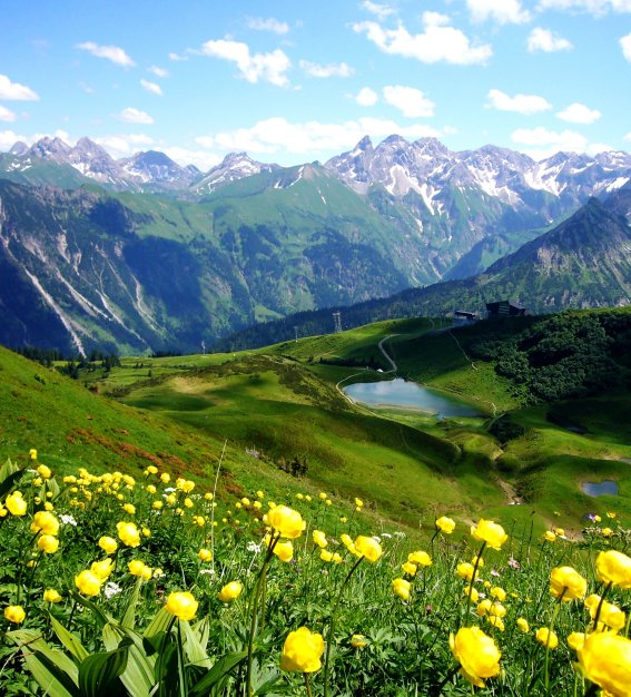 Sumpfdottern am Fellhorn